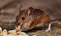 24 Hour & Emergency Exterminators in Mt Holly, NC